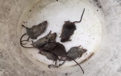Уничтожение крыс на складе Пятёрочка